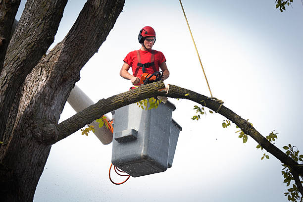 Professional Tree Services in Mescal, AZ